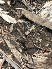 Eusynthemis tillyardi