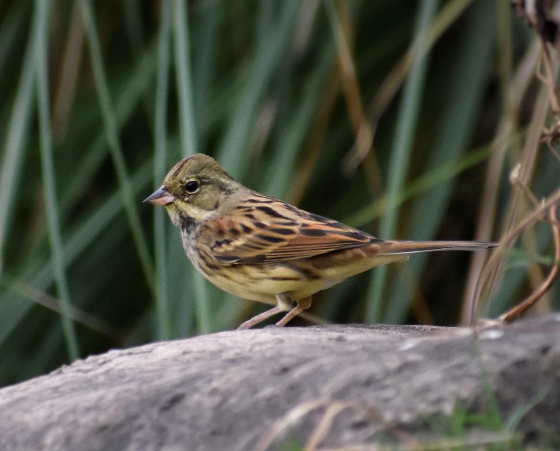 Black-faced Bunting