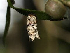 Spilonota constrictana