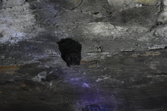 Barbastella barbastellus