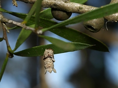 Spilonota constrictana