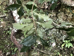 Pittosporum illicioides