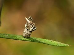 Spilonota constrictana