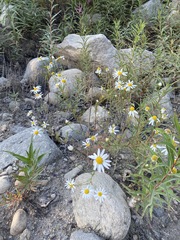 Agrostis clavata