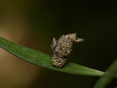 Spilonota constrictana