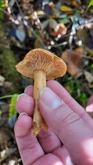 Lactarius alpinus mitis