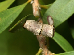 Spilonota constrictana