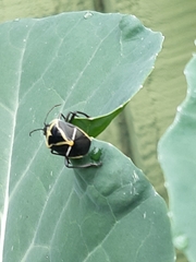 Commius elegans