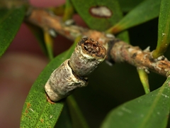 Spilonota constrictana