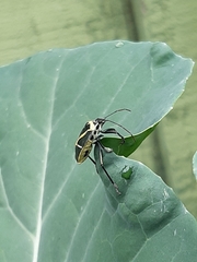 Commius elegans