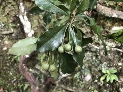 Pittosporum illicioides