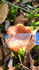 Lactarius alpinus mitis