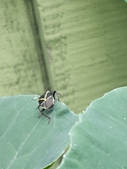 Commius elegans