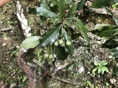 Pittosporum illicioides