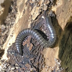 Ommatoiulus moreleti