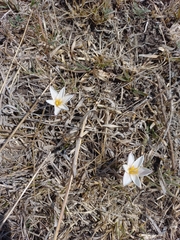 Zephyranthes fosteri