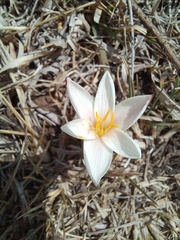 Zephyranthes fosteri