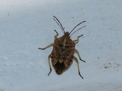 Agonoscelis versicoloratus