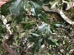 Pittosporum illicioides