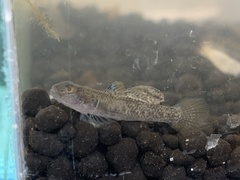 Rhinogobius rubromaculatus
