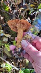 Lactarius alpinus mitis