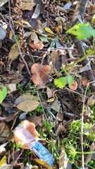 Lactarius alpinus mitis
