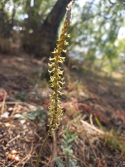 Mesadenus polyanthus