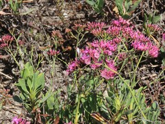 Limonium peregrinum
