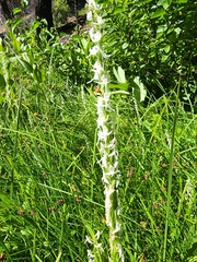 Platanthera dilatata leucostachys