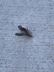 Homalodisca liturata