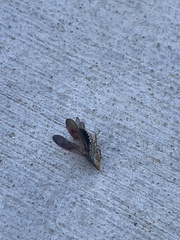 Homalodisca liturata