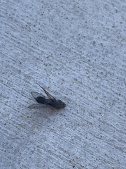 Homalodisca liturata