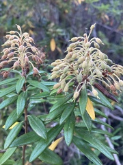 Rhododendron columbianum