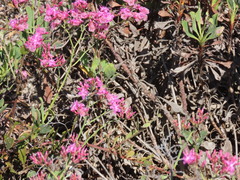 Limonium peregrinum