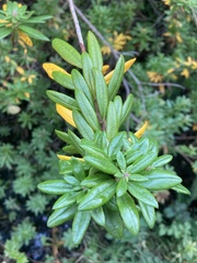 Rhododendron columbianum