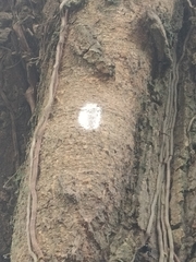 Pyrops watanabei
