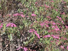 Limonium peregrinum