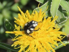 Mausoleopsis amabilis
