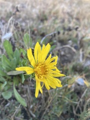 Grindelia stricta angustifolia