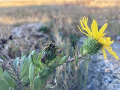 Grindelia stricta angustifolia