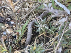 Grindelia stricta angustifolia