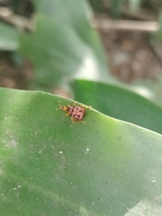 Agomadaranus pardaloides