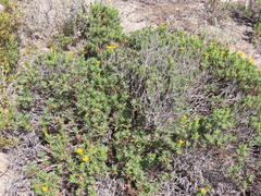 Pteronia onobromoides