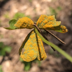 Puccinia oxalidis