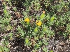 Pteronia onobromoides
