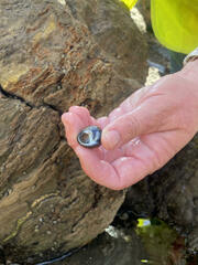 Littorina subrotundata