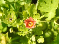 Modiola caroliniana