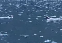 Eudyptes pachyrhynchus