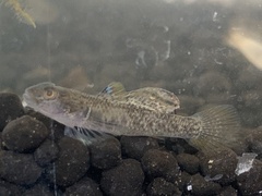 Rhinogobius rubromaculatus