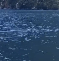 Eudyptes pachyrhynchus